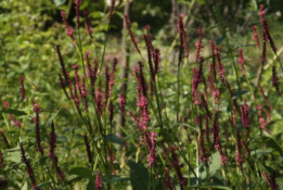 Persicaria amplexicaulisDuizendknoop bestellen